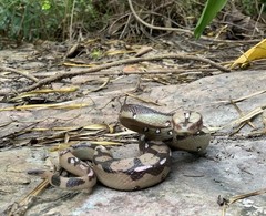 Durable Python Animal Figurine – Ideal Gift for Young Explorers & Halloween