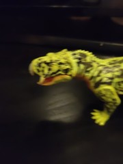 Member’s Mark Poseable Dinosaur Action Figure 2022 – BXA