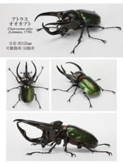 The Diversity of Life on Earth Beetle Vol. 06 Figure Bandai Capsule Toy Gashapon