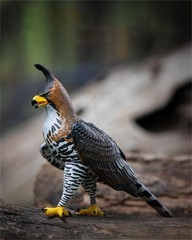 Wild Animal Raptor Series Model Philippine Eagle American Harpy Eagle Decoration