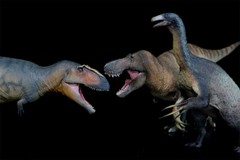 PNSO 1/35 Giganotosaurus 17 Model Prehistoric Dinosaur Animal Figure Gift Toys