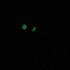 Bob’s Burgers Mash’Ems Glow In The Dark Kuchi Kopi NEW* Chase Rare Secret