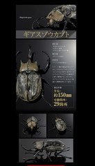 The Diversity of Life on Earth Advance Beetle 04 w/ stands Online version Bandai