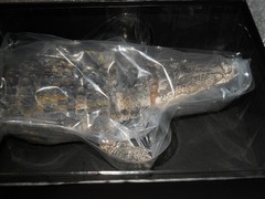Living Creatures Great Encyclopedia Nile Crocodile (Light Color)