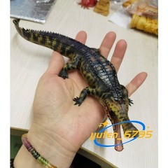 HAOLONGGOOD 1/35 Sarcosuchus Imperator Figure Crocodile Model Decor Gift Toys