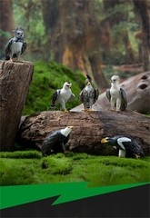 Wild Animal Raptor Series Model Philippine Eagle American Harpy Eagle Decoration