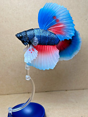 Bandai Capsule Toy Creature Encyclopedia Advance　Betta (Full Moon Blue & Red)
