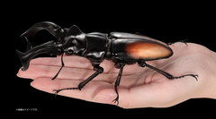 The Diversity of Life on Earth Advance Stag Beetle 02 w/ Display Stand & Wing