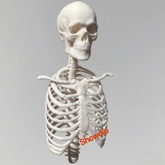 1/6 Scale Human Beings Skeleton Resin Model for 12″ Action Figure Accessory Toys