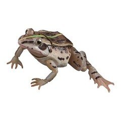 Black-spotted Pond Frog Figure Set of 4 Bandai Creature Encyclopedia Capsule Toy