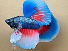 Bandai Capsule Toy Creature Encyclopedia Advance　Betta (Full Moon Blue & Red)