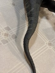 Jurassic Park / World Legacy Apatosaurus Figure Dinosaur Toy 42”; VEGGIESAURUS