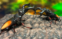 The Diversity of Life on Earth Advance Stag Beetle 02 w/ Display Stand & Wing