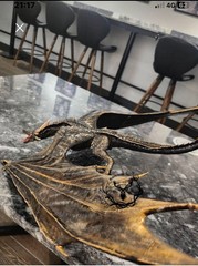 Balerion the Black Dread – Majestic Dragon Statue