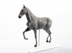 1:10 EVO Muscle Anatomy Animal Horse Model Educational Science Model Decoration