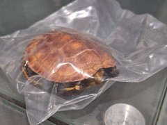 Bandai Diversity Of Life Gashapon Advance Turtle Mauremys Japonica Capsule Toy