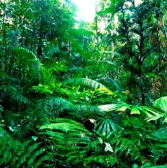 1/6 Jungle Backdrop 15″x15″ – For 1/6 Platoon Taylor Sheen MMS Vietnam Rambo