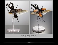 The Diversity of Life on Earth Advance Stag Beetle 02 w/ Display Stand & Wing