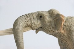 TNG Huanghe Flumen Stegodon Model Elephant Animal Figure Toys Decor Xmas Gift
