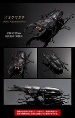 The Diversity of Life on Earth Advance Stag Beetle 02 w/ Display Stand & Wing