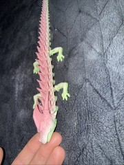 3D Printed Dragon