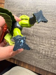 Rotoplast Whiplash, Vintage MOTU Masters of the Universe