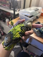 1/6 Scale Custom Trophy Predalien Head