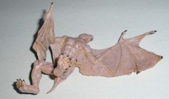 2009 Papo Fantasy World Mutant Monster Human Bat Vampire Figure (#38957) Retired