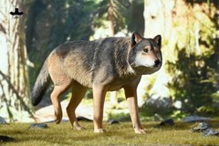 JXK 1/6 Common Gray Wolf Model Collections Animal Figure Decor Toys Xmas Gift