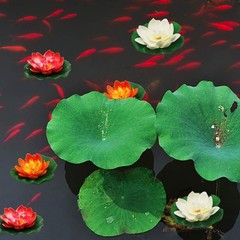 Happy Trees 12 Pcs Artificial Floating Foam Lotus Flower with Water Lily Pad