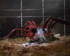 NECA 04905 Weird Variation Dog Accessory package 7 “Action Figure In Stock NEW
