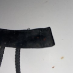 RIKISHI Wrestling Action Figure BELT ONLY WWE Bloodline
