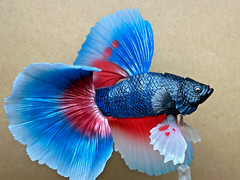 Bandai Capsule Toy Creature Encyclopedia Advance　Betta (Full Moon Blue & Red)