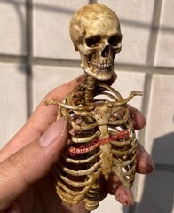 1/6 Scale Human Beings Skeleton Resin Model for 12″ Action Figure Accessory Toys