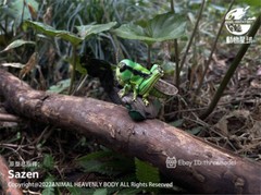 Animal Heavenly Body A Series Of Laugh And Grow Fat 11 Insect 6pic In Stock