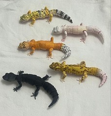 Bandai Illustrated Encyclopedia of Creatures Advanced Leopard Gecko 5 Types