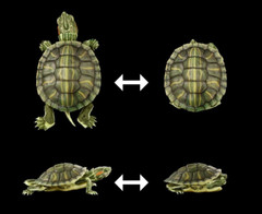 The Diversity of Life on Earth Advance Turtle 01 Figure Bandai Premium Gashapon