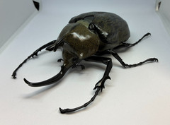 The Diversity of Life on Earth Advance Beetle 04 w/ stands Online version Bandai