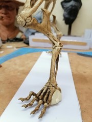 Extraterestrial Queen Skeletal 1/12 size “NECA Size”