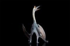 TNG Quetzalcoatlus Model Jurassic Dinosaur Animal Figure Toys Xmas Gift Decor