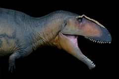 PNSO 1/35 Giganotosaurus 17 Model Prehistoric Dinosaur Animal Figure Gift Toys