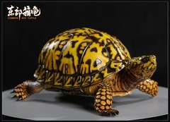 Np Common Box Chinese Three-striped Box Turtle Figure Tortoise Animal Model