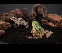 Black-spotted Pond Frog Figure Set of 4 Bandai Creature Encyclopedia Capsule Toy