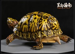 Np Common Box Chinese Three-striped Box Turtle Figure Tortoise Animal Model