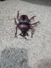 Greenbriar International Japanese Rhinoceros Beetle – 5.5 Inches