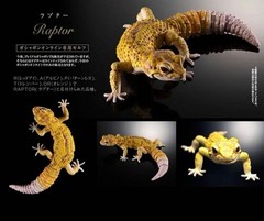 Bandai Illustrated Encyclopedia of Creatures Advanced Leopard Gecko 5 Types