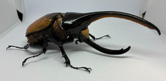 The Diversity of Life on Earth Advance Beetle 04 w/ stands Online version Bandai