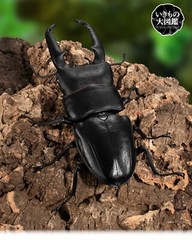 The Diversity of Life on Earth Stag Beetle 08 Action Figure Bandai Capsule Toy