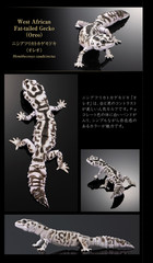 PSL The Diversity of Life on Earth Advance Selected Edition 02 Gecko Bandai