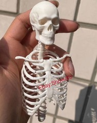 1/6 Scale Human Beings Skeleton Resin Model for 12″ Action Figure Accessory Toys